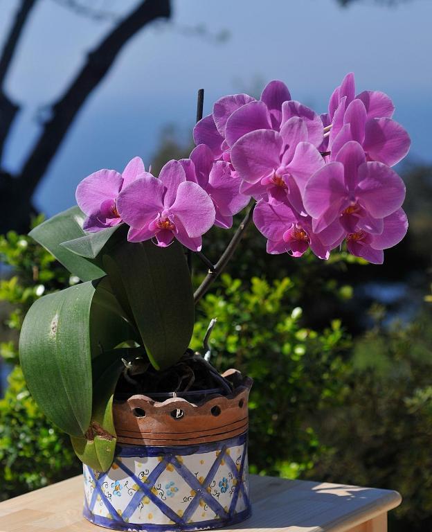 Le Ginestre Di Capri Bb & Holiday House Anacapri  Quarto foto