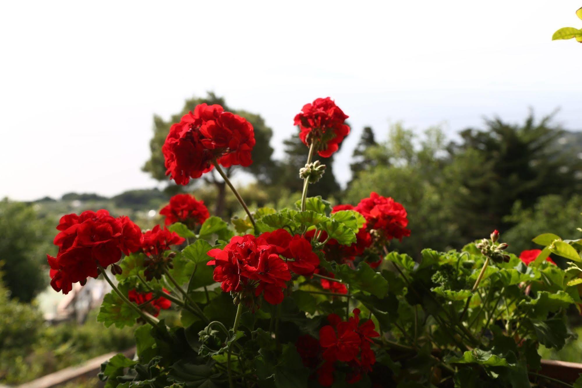 Le Ginestre Di Capri Bb & Holiday House Anacapri  Exterior foto